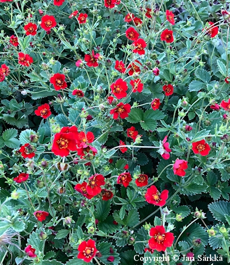 Potentilla atrosanguinea, verihanhikki 